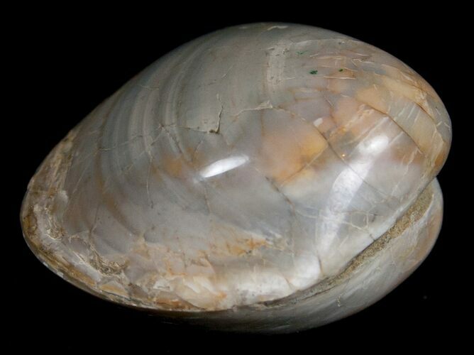 Polished Fossil Clam - Large Size #5258
